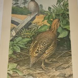 Antique Lithograph From  1903 US  Dept. Of Agriculture Yearbook