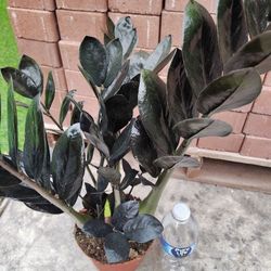 Beautiful Black Zz Plant