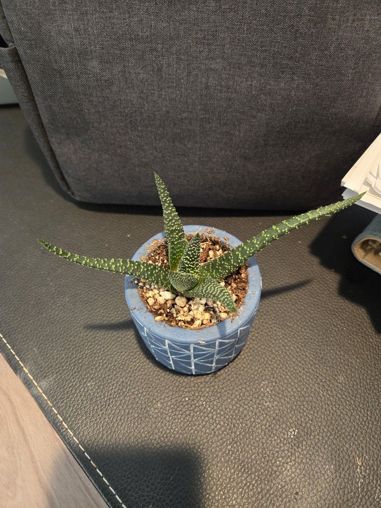 Succulent - Gasteraloe 'Royal Highness'