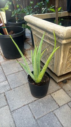 Aloe Vera