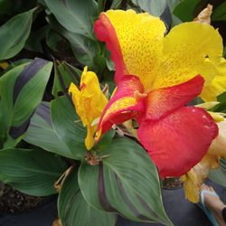 Canna Lily