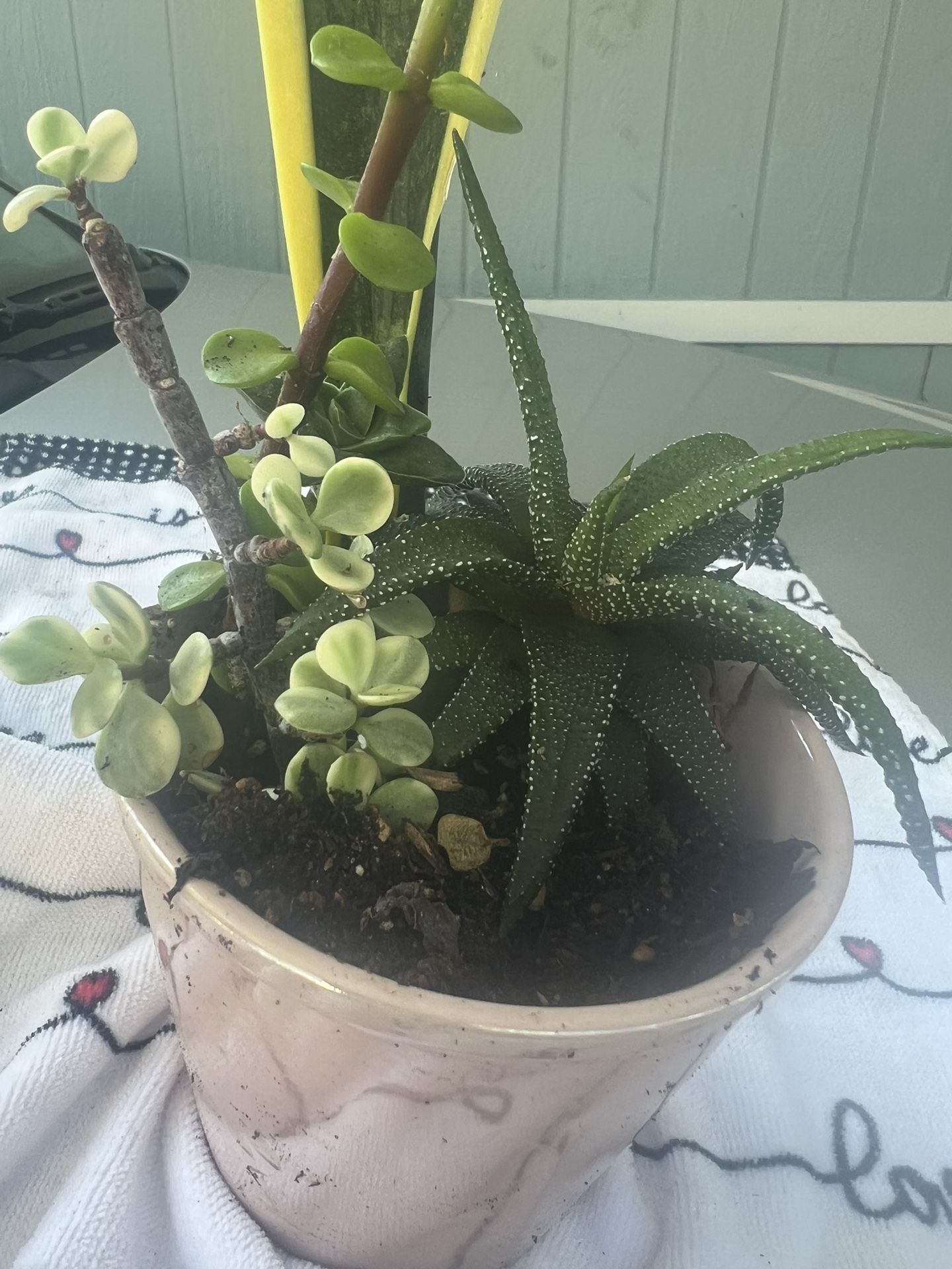 Plants