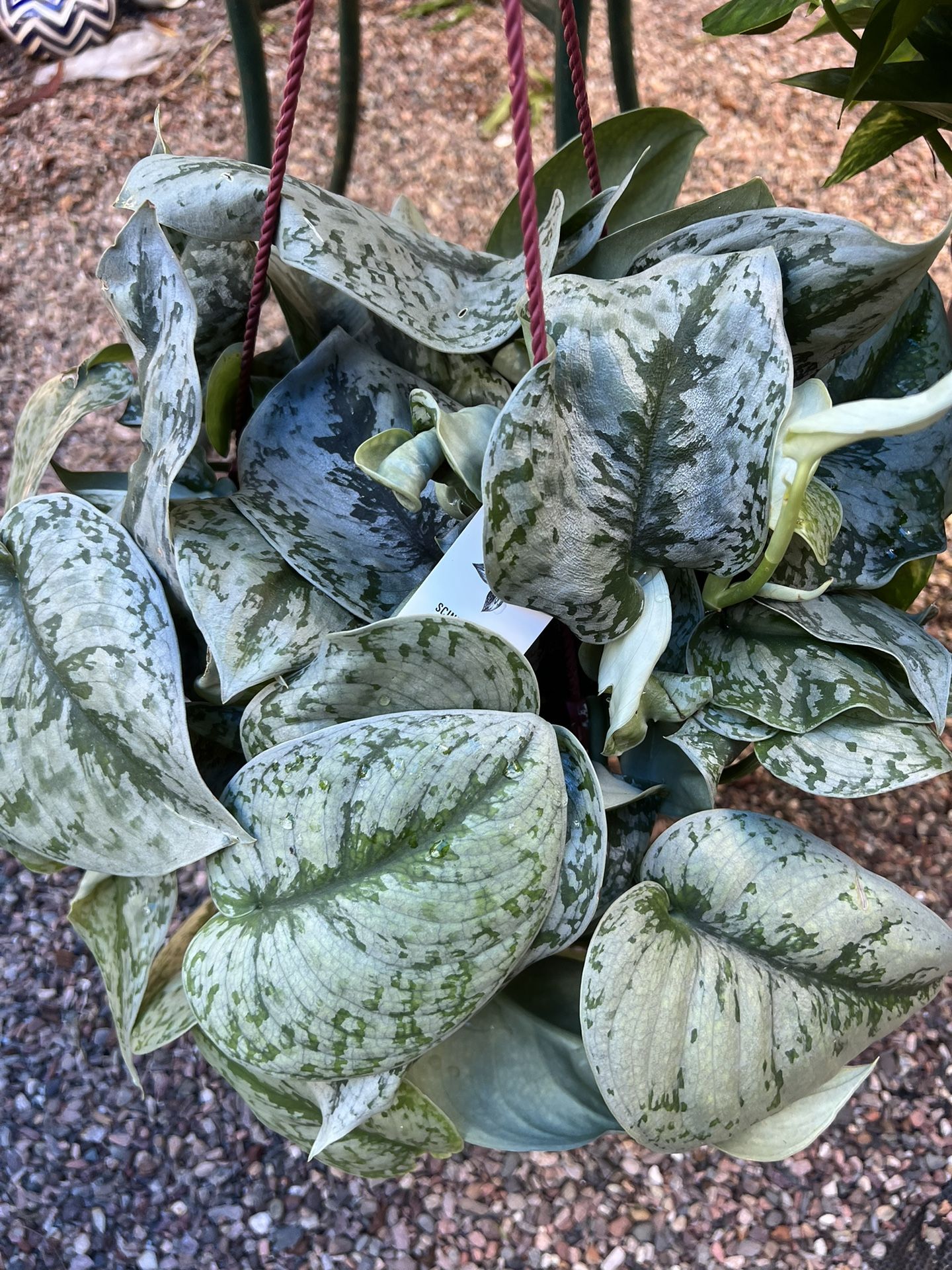 Silver Satin Pothos Scindapsus Pictus Argyraeus Silver Pothos Plant