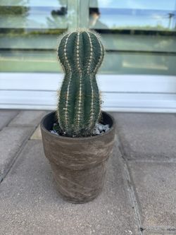 Cactus
