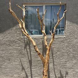 Manzanita Tree