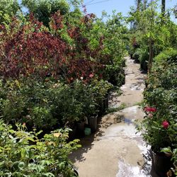 Fruit Trees Shade Trees 
