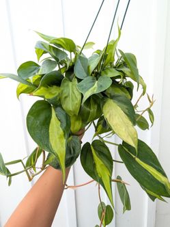 Philodendron Brasil Plant 6" Pot - Indoor House Plants