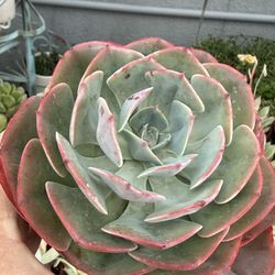 Succulents And Cacti 