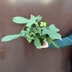 6” horse head philodendron