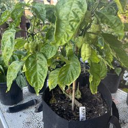 7 Pot Brain Strain