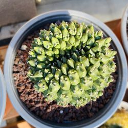 Euphorbia Gymnocalycium Crestata Imported Cactus