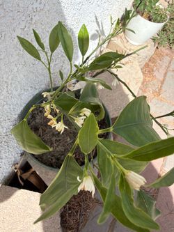 Kumquat tree