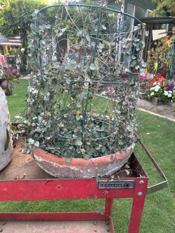 💕🪴String of Hearts Succulent Plant 🪴💕