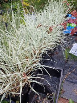 Ribbon grass bulbus