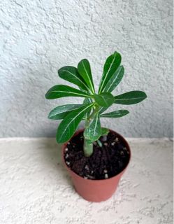 Desert  Rose  plant