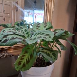 Prayer Plant In Plastic Pot