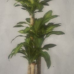 Large Variety Of Indoor Plants Available