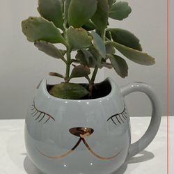 Live Lavender Scallops Kalanchoe in a Gray & Gold Arlington Designs Cat Face Mug Planter