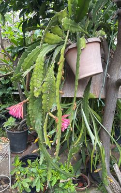 Epiphyllum