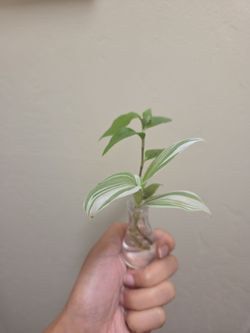 Plant