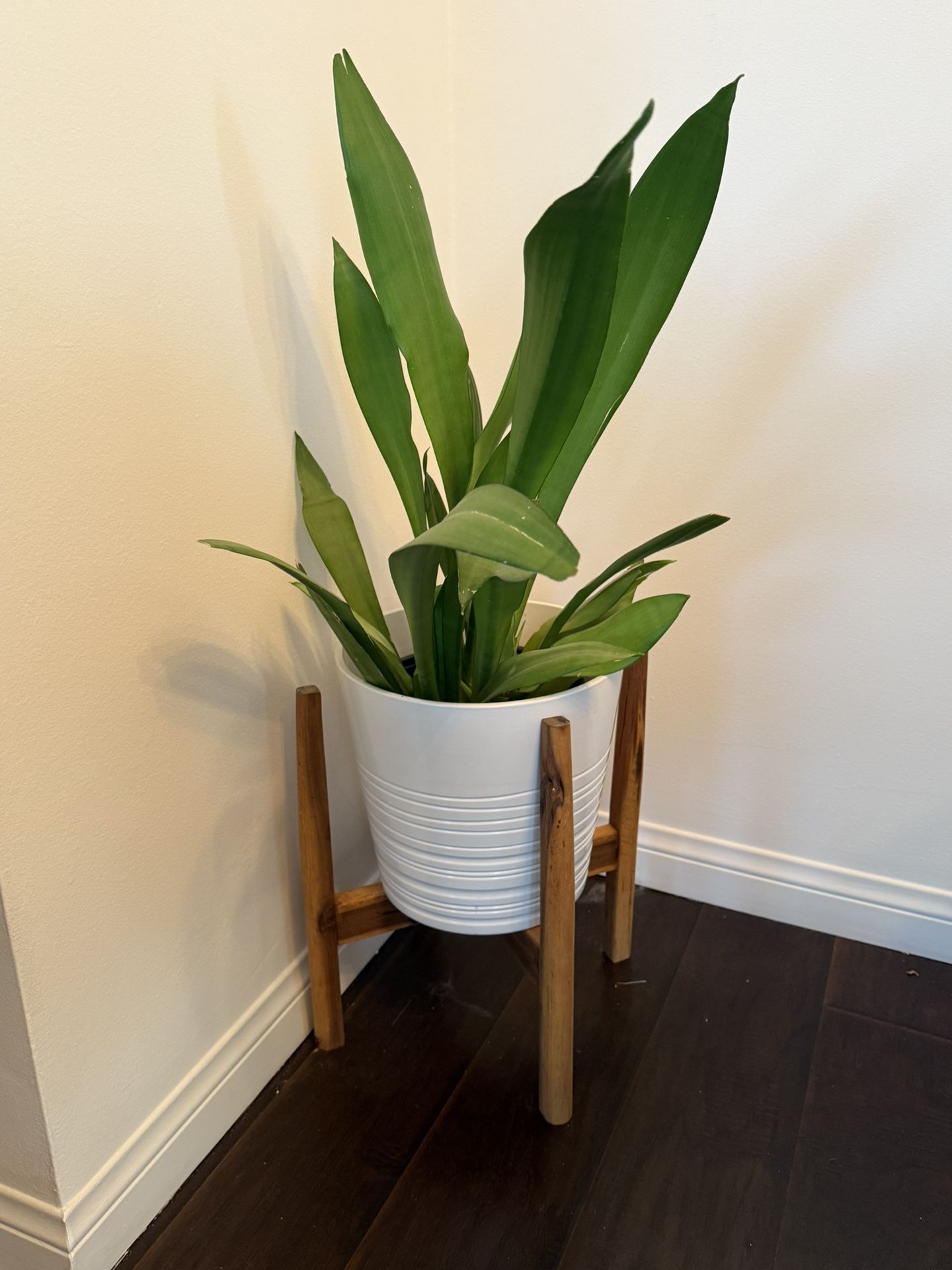 Snake Plant