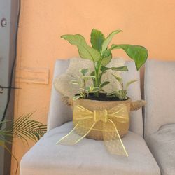 Planter- Plant pot. Macetera