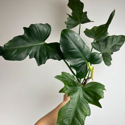 Rare Aroid Philodendron Mottled Dragon plant/ indoor plant/ house plant/ flower patio garden starter