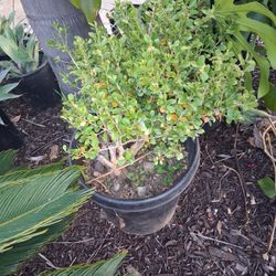 Boxwood