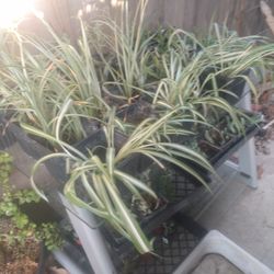 Spider Plant N Lemon Grass