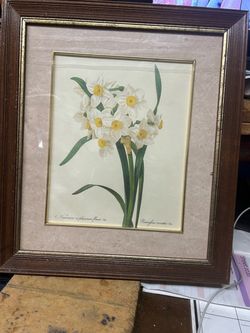 Framed Botanical Narcissus Print