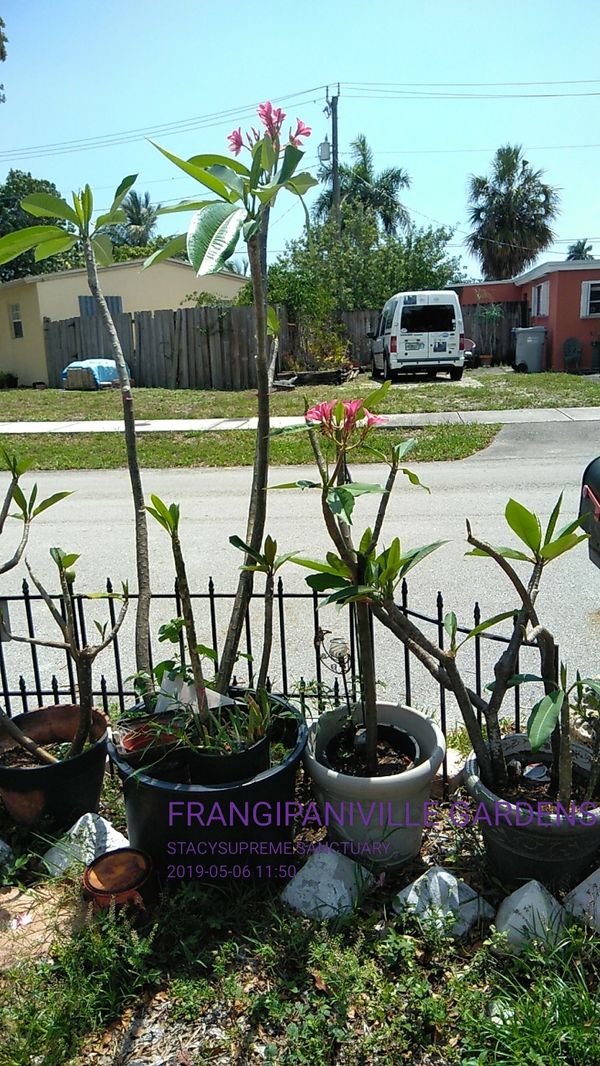 Plumeria tree sale $20 Hawaiian FLOWER for Sale in Pompano ...