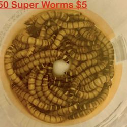 50 Large SuperWorms $5 - Amazing Deal! Home Raised and Bred. Quality. Local   Pick Up at 303 & Happy Valley. Zelle, Apple Pay or Cash please.