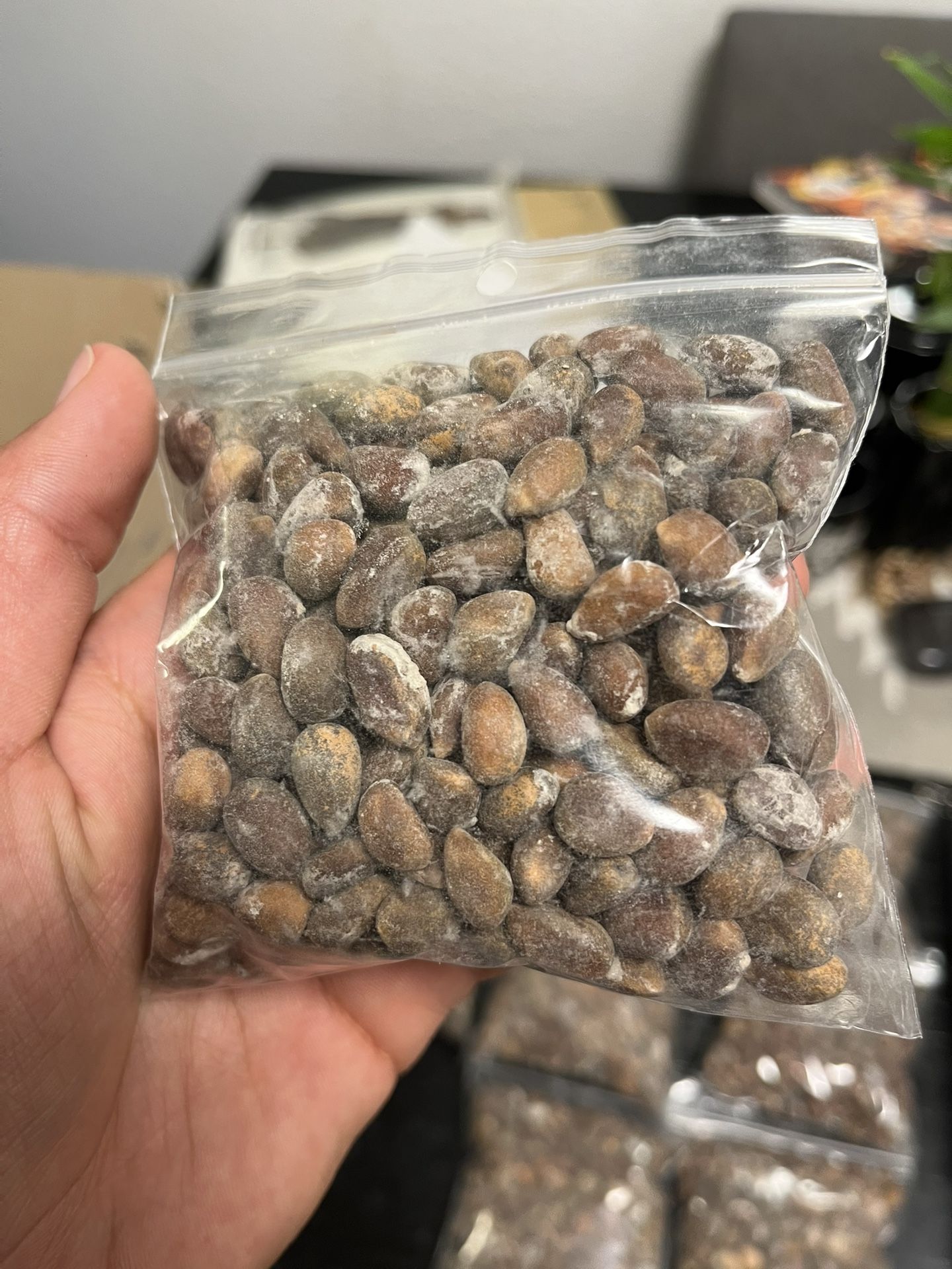 Roasted and Salted Piñons 