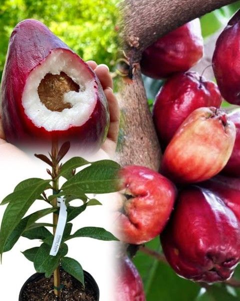 Pomerac  malay ethioti Apple  Airlayered  Trees 🌳 arboles  de Pomarosa  Injertados 