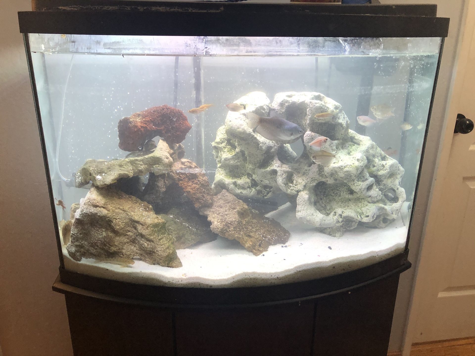 50 gallon aquarium bowed fish tank with stand