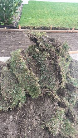 FREE dirt/soil with sod strips