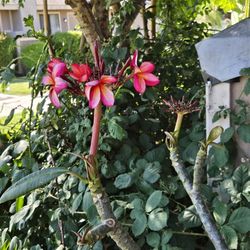 Plumeria  (frangipani) FRESH  cuttings and  several STARTER plants, several different colored  flowers