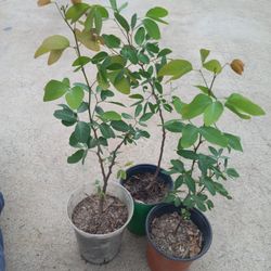 GUAMUCHIL 6.00  DLLS