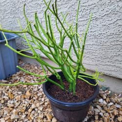 Firestick Plant