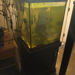 Fish Tank 
