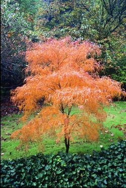 ‘Koto No Ito’ Semi Dwarf Japanese Maple Trees —