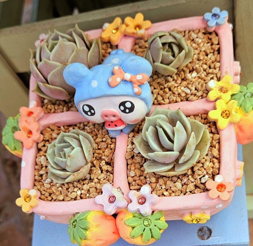Adorable Piggy Planter With Korean Import Echeveria Lola Succulent