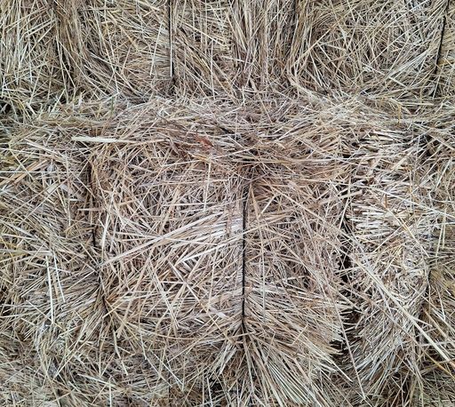 Hay