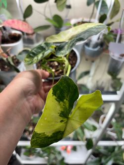 Variegated Philodendron Burle Max