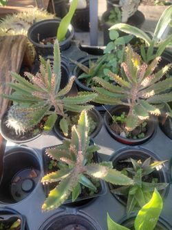 Kalanchoe Plants
