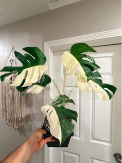Monstera half moon
