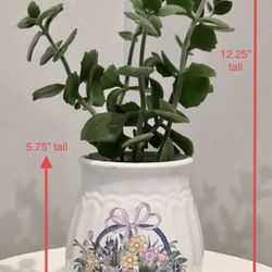 Beautiful Thick Live Succulent in a White Planter with Easter Basket Design