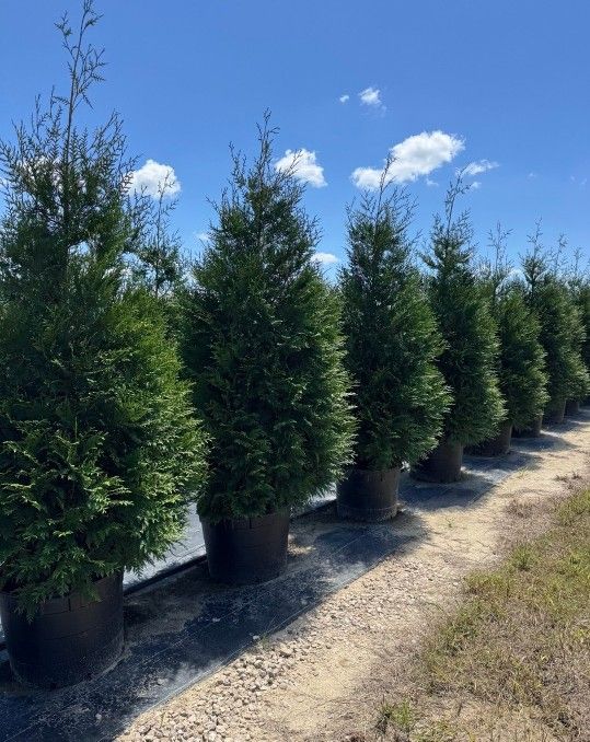 Green Giants For SALE, delivery & Planting