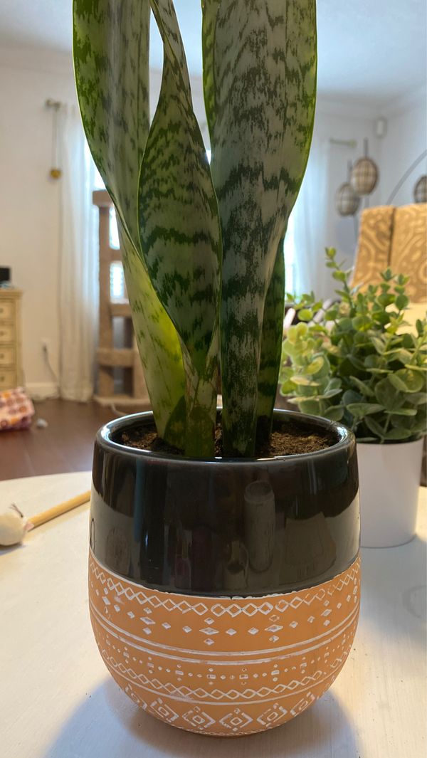 Snake plant in pot for Sale in Orlando, FL OfferUp