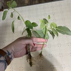Red Osier Dogwood Native Plant Rooted Cuttings 